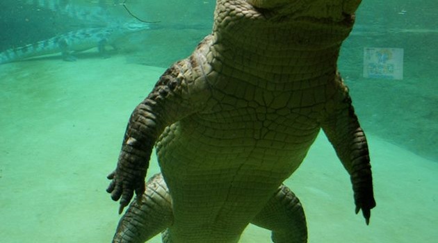 Afrykarium Wrocław- pierwszy hipopotam i krokodyle | www.wroclaw.pl