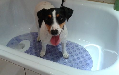 Salony Urody Dla Psów I Kotów We Wrocławiu Wwwwroclawpl