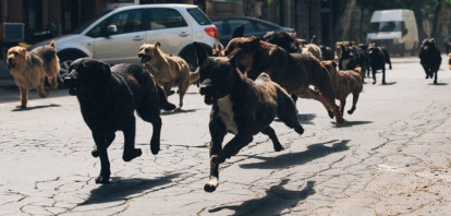 Pomagaj bezdomnym zwierzetom i oglądaj taniej \" data-mce-src=