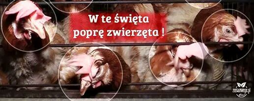 W te święta poprę zwierzęta – akcja społeczna