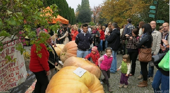 XI Dolnośląski Festiwal Dyni