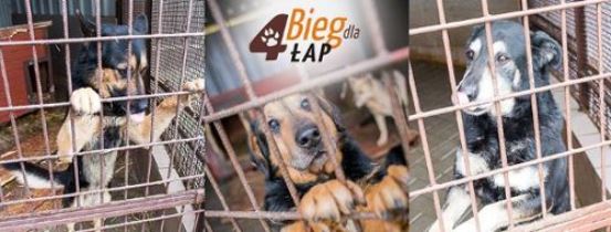 Bieg dla 4 łap