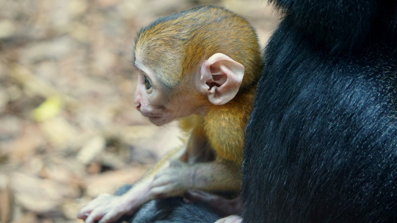 Koczkodan górski urodził się we wrocławskim zoo w sierpniu 2017 r.. fot. Zoo Wrocław