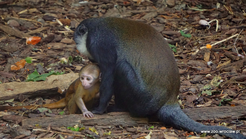 Koczkodan górski urodził się we wrocławskim zoo w sierpniu 2017 r.. fot. Zoo Wrocław