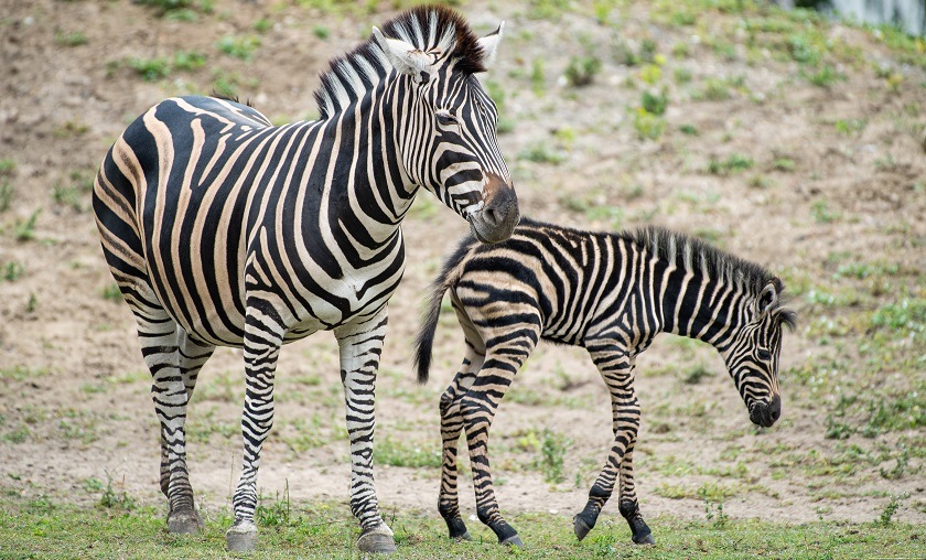 https://www.wroclaw.pl/portal/files/news/49836/main/zoo-zebra-chapmana-mlode-Bera-Benek_1.jpg