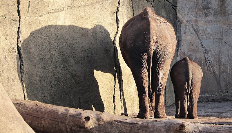 dwa słonie na wybiegu w ZOO
