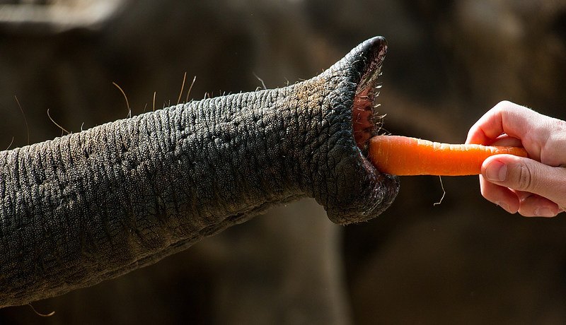 trąba słonia chwytająca marchewkę