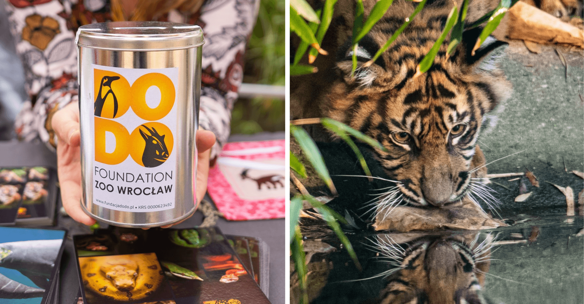 Fundacja ZOO Wrocław – DODO obchodzi 10. urodziny