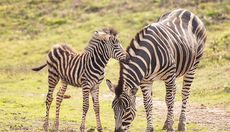 Zebry Chapmana - Bronia i Biruta, źródło: wrocławskie zoo