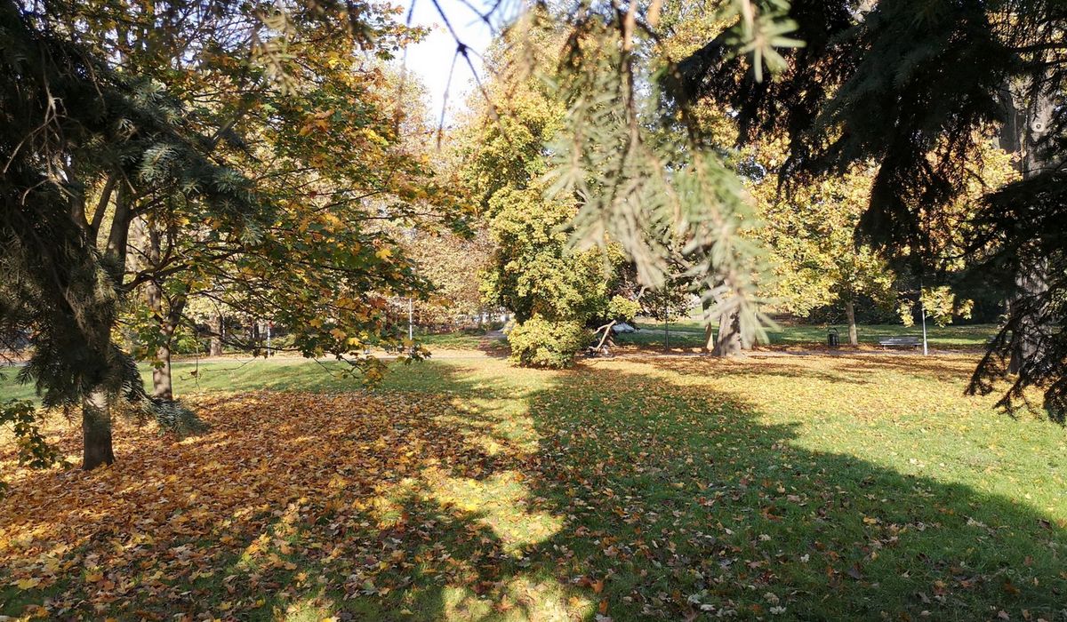  ZZM zostawia w parkach specjalne strefy, w których liście pozostaną aż do wiosny, fot. ZZM Wrocław