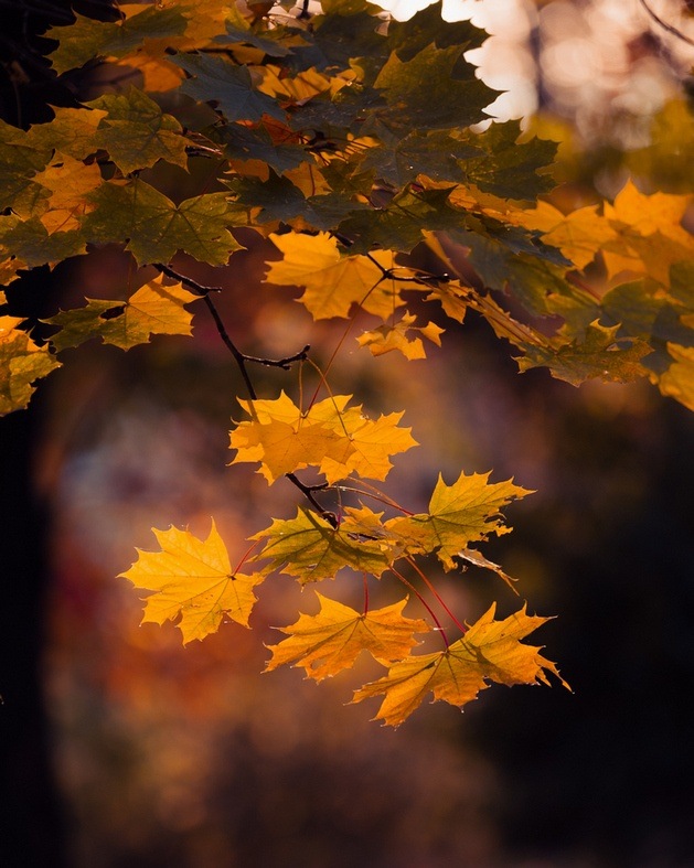  Liście nawet jesienią, gdy opadną, przynoszą wiele korzyści, fot. Mateusz Majchrzak