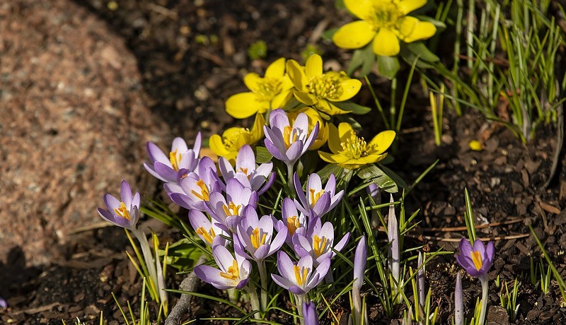 krokusy i ranniki