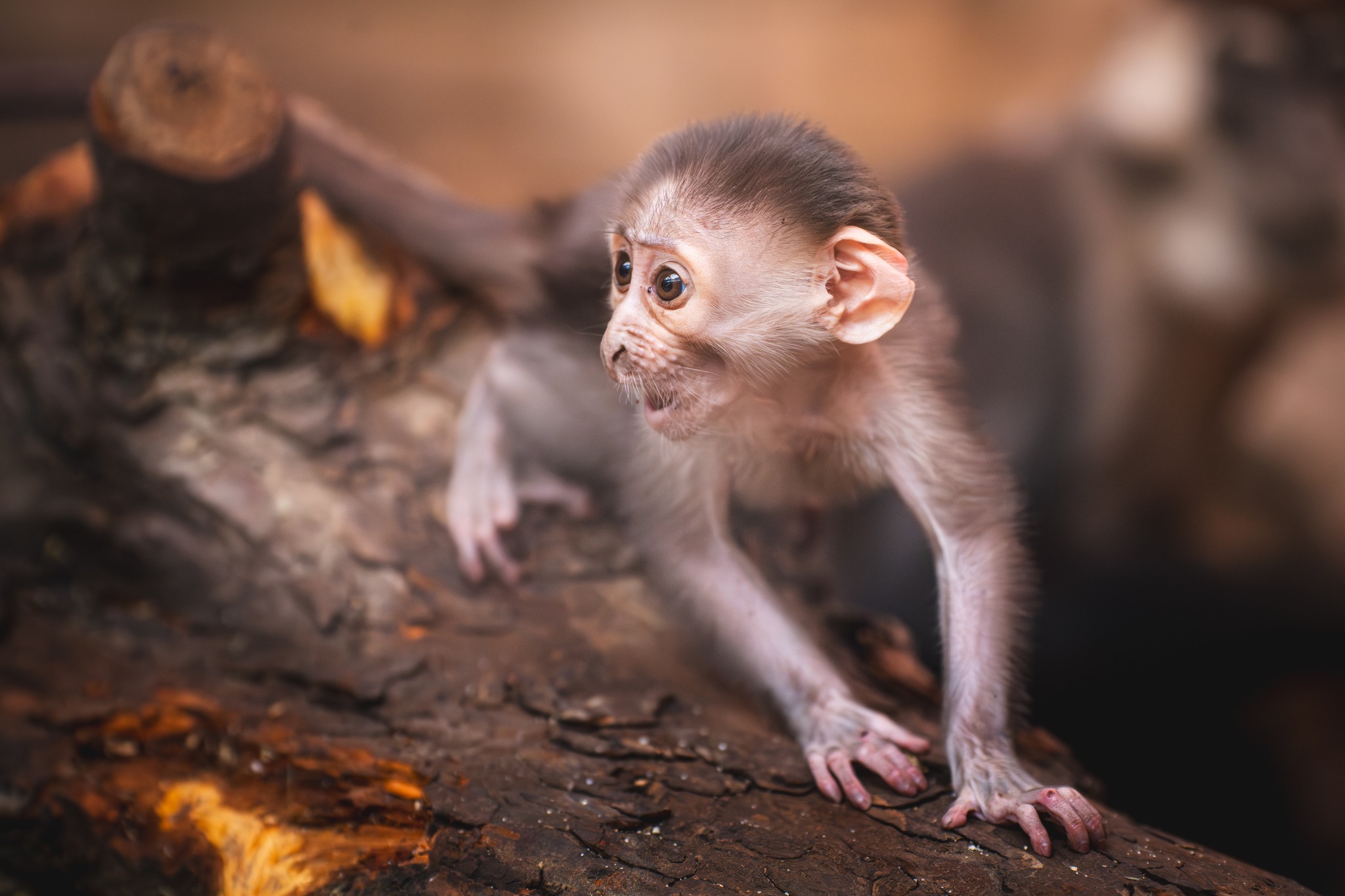 Mangaba Rudoczelna Poznajcie Sama! Nowa mangaba urodziła się we wrocławskim ZOO