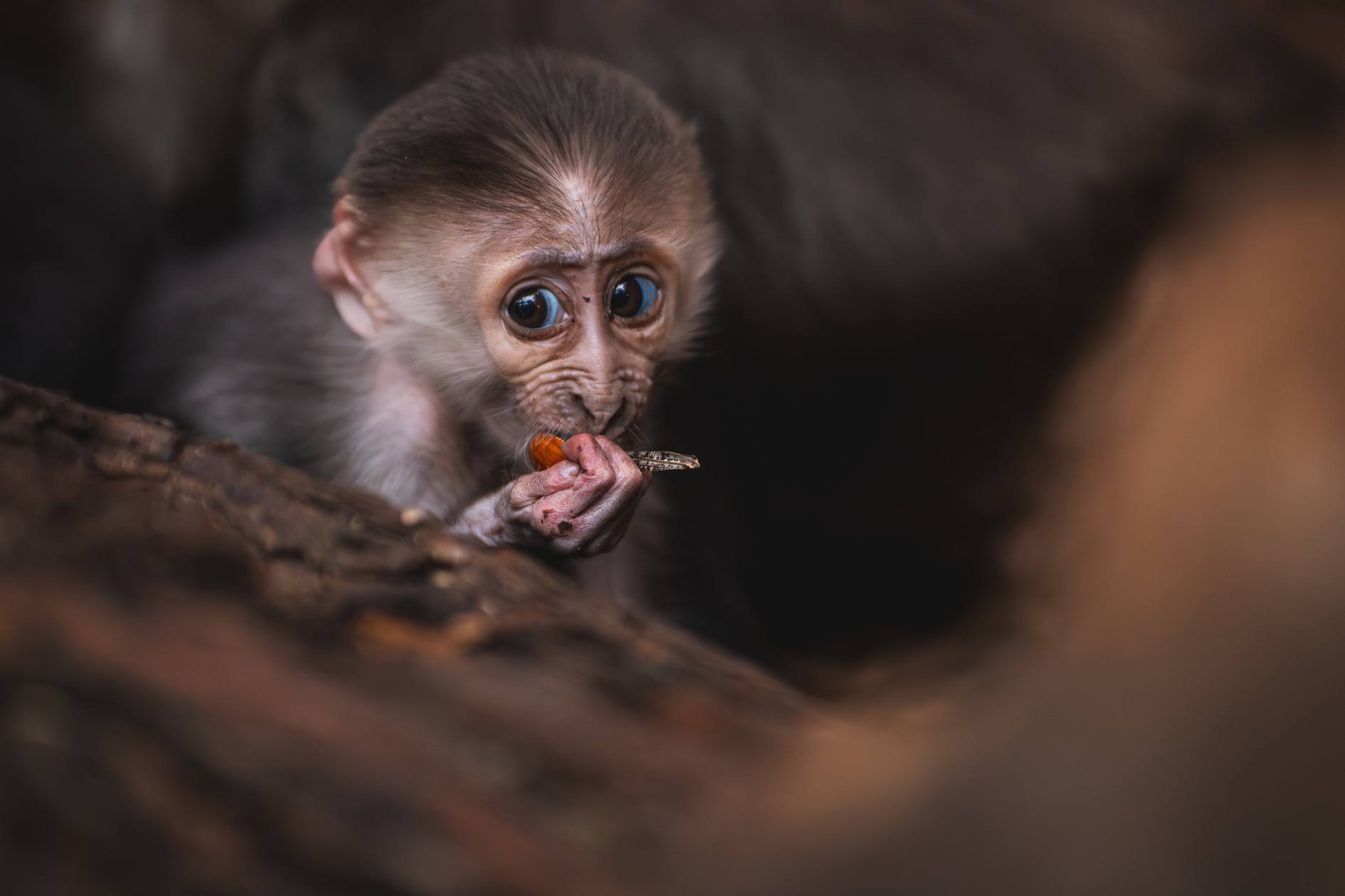 Mangaba Rudoczelna Poznajcie Sama! Nowa mangaba urodziła się we wrocławskim ZOO