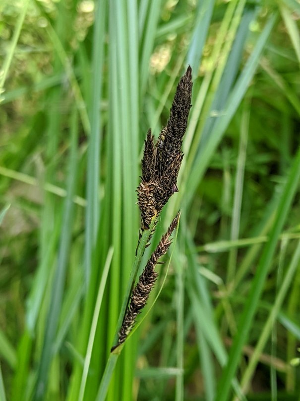 Turzyca Bueka (Carex buekii) – gatunek uznany za wymały na Dolnym Śląsku (A)